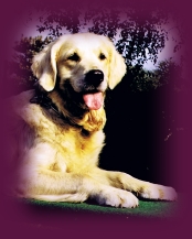 Chessie