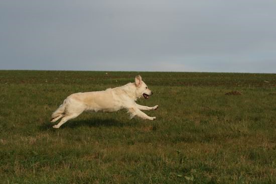 ../Images/chessie_imani_2009002.jpg