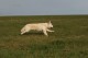 Thumbs/tn_chessie_imani_2009001.jpg