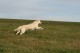 Thumbs/tn_chessie_imani_2009003.jpg