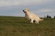 Thumbs/tn_chessie_imani_2009004.jpg