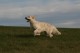 Thumbs/tn_chessie_imani_2009005.jpg