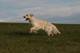 Thumbs/tn_chessie_imani_2009006.jpg