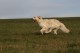 Thumbs/tn_chessie_imani_2009007.jpg