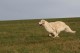 Thumbs/tn_chessie_imani_2009008.jpg