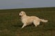Thumbs/tn_chessie_imani_2009009.jpg