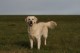 Thumbs/tn_chessie_imani_2009011.jpg