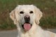 Thumbs/tn_chessie_imani_2009014.jpg