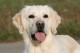 Thumbs/tn_chessie_imani_2009015.jpg