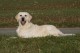 Thumbs/tn_chessie_imani_2009016.jpg