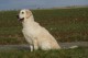 Thumbs/tn_chessie_imani_2009018.jpg