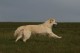 Thumbs/tn_chessie_imani_2009022.jpg