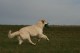 Thumbs/tn_chessie_imani_2009023.jpg