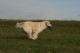 Thumbs/tn_chessie_imani_2009024.jpg