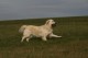 Thumbs/tn_chessie_imani_2009026.jpg