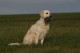 Thumbs/tn_chessie_imani_2009028.jpg