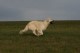 Thumbs/tn_chessie_imani_2009029.jpg
