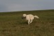 Thumbs/tn_chessie_imani_2009030.jpg