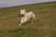 Thumbs/tn_chessie_imani_2009031.jpg