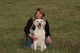 Thumbs/tn_chessie_imani_2009038.jpg