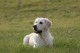 Thumbs/tn_chessie_imani_2009040.jpg