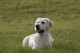 Thumbs/tn_chessie_imani_2009041.jpg