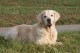 Thumbs/tn_chessie_imani_2009044.jpg