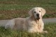 Thumbs/tn_chessie_imani_2009045.jpg