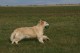 Thumbs/tn_chessie_imani_2009048.jpg