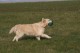 Thumbs/tn_chessie_imani_2009052.jpg