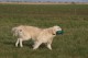 Thumbs/tn_chessie_imani_2009054.jpg
