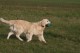 Thumbs/tn_chessie_imani_2009055.jpg