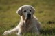 Thumbs/tn_chessie_imani_2009058.jpg