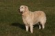 Thumbs/tn_chessie_imani_2009059.jpg