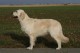 Thumbs/tn_chessie_imani_2009062.jpg