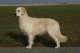 Thumbs/tn_chessie_imani_2009063.jpg