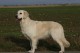 Thumbs/tn_chessie_imani_2009064.jpg