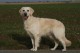 Thumbs/tn_chessie_imani_2009065.jpg